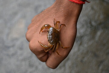 Barytelphusa cunicularis crab. It is a common species of freshwater crab found in India. It is found in large quantities in rice fields during the monsoon season in India. Edible red crab.
