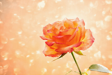 Beautiful orange rose with soft glowing background in a serene garden setting during a sunny afternoon