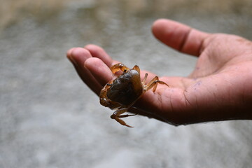 Barytelphusa cunicularis crab. It is a common species of freshwater crab found in India. It is found in large quantities in rice fields during the monsoon season in India. Edible red crab.
