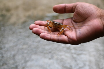 Barytelphusa cunicularis crab. It is a common species of freshwater crab found in India. It is found in large quantities in rice fields during the monsoon season in India. Edible red crab.
