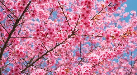 Vibrant pink cherry blossoms against a bright blue sky springtime nature scene