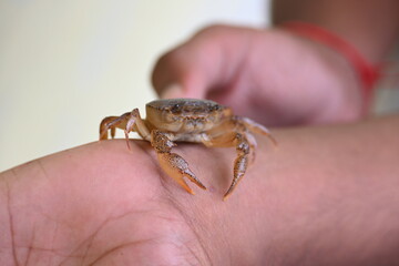 Barytelphusa cunicularis crab. It is a common species of freshwater crab found in India. It is found in large quantities in rice fields during the monsoon season in India. Edible red crab.
