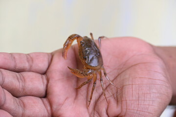 Barytelphusa cunicularis crab. It is a common species of freshwater crab found in India. It is found in large quantities in rice fields during the monsoon season in India. Edible red crab.
