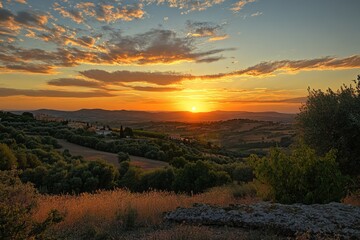 Sunset over rolling hills with olive groves