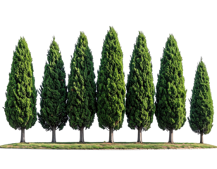 Row of tall, coniferous trees
