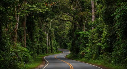 Fototapeta premium Winding road through lush green forest canopy natural sunlight landscape perspective