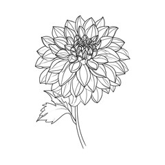 Line drawing of a single dahlia bloom with stem and leaf