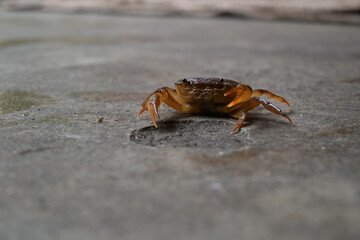 Barytelphusa cunicularis crab. It is a common species of freshwater crab found in India. It is found in large quantities in rice fields during the monsoon season in India. Edible red crab.
