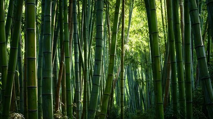 Fototapeta premium Dense lush green bamboo forest vertical stalks sunlight filtering through canopy