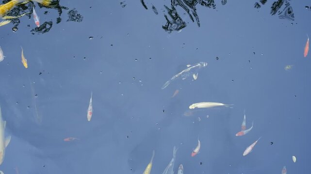 Colorful koi fish swimming gracefully in a dark pond, showcasing their vibrant orange, white, yellow, and red patterns. The image captures the beauty, elegance, and tranquility of these ornamental fis