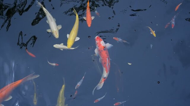 Colorful koi fish swimming gracefully in a dark pond, showcasing their vibrant orange, white, yellow, and red patterns. The image captures the beauty, elegance, and tranquility of these ornamental fis