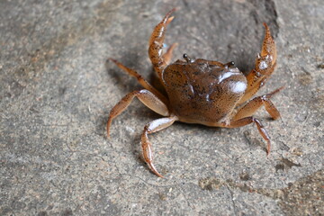 Barytelphusa cunicularis crab. It is a common species of freshwater crab found in India. It is found in large quantities in rice fields during the monsoon season in India. Edible red crab.
