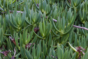 Dense Karkalla succulent foliage creating a natural green texture.