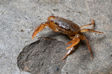 Barytelphusa cunicularis crab. It is a common species of freshwater crab found in India. It is found in large quantities in rice fields during the monsoon season in India. Edible red crab.
