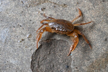 Barytelphusa cunicularis crab. It is a common species of freshwater crab found in India. It is found in large quantities in rice fields during the monsoon season in India. Edible red crab.
