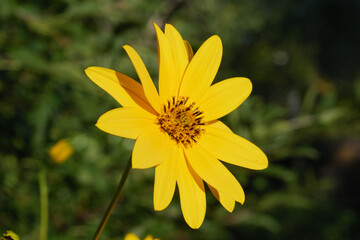 Helianthus tuberosus (Jerusalem artichoke - sunchoke), Yellow flower