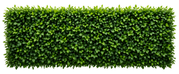 Luscious green hedge provides natural privacy and a vibrant touch to any garden, creating a serene and secluded outdoor retreat for relaxation