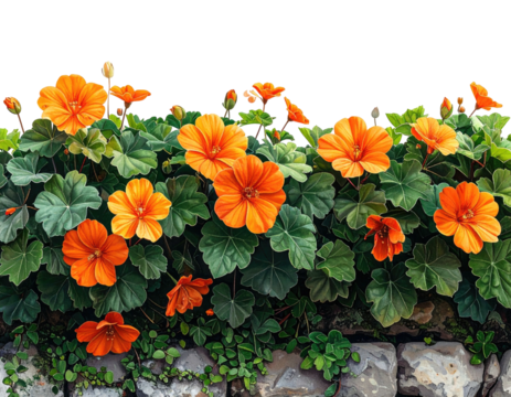 Orange flowers and greenery border