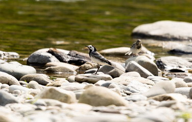 Pied Wagtails on Riverbank Pebbles in Summer Sunlight