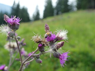 A bee collects nectar on the blossom of creeping thistle. Detailed close-up. Copyspace.