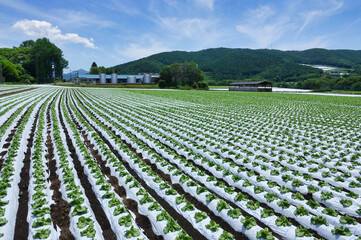 信州菅平高原に広がる広大なレタス畑