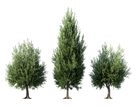 Three stylized trees of varying heights, light-green foliage