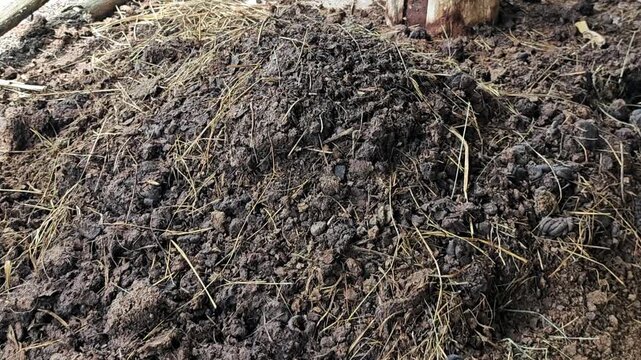 Cow manure, Cattle manure, Cow dung or Barnyard Manure.