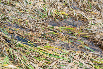 The rice in the farmland was blown down by the wind and lay in the field.