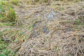 The rice in the farmland was blown down by the wind and lay in the field.