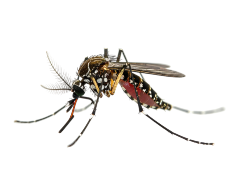 Close-up of a mosquito with intricate patterned wings and body