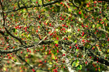 Ripe hawthorn berries on an old tree on a sunny autumn day.