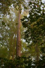 Fototapeta premium Tall tree rising above smaller trees in the woods of Audubon Acres, Chattanooga, Tennessee