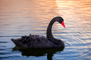 Obraz premium black swan with red beak gliding gracefully on calm water during sunset, soft golden light reflecting on rippling surface creating a serene and elegant scene