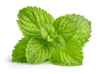 Green brandy mint leaves. Fresh aromatic herbs ingredient for mojito and refreshing cocktails or tea drink. Organic natural plant leaf. Isolated on white background