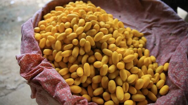 Silkworm cocoon with detailed texture, natural light, concept of silk production, sericulture, and Thailand, traditional textile industry.