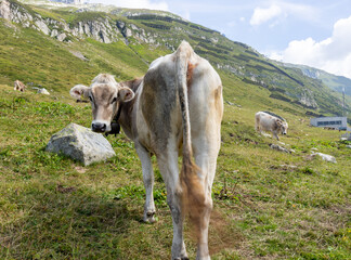 Portrait of a Swiss cow grazing in the mountains on a summer day.