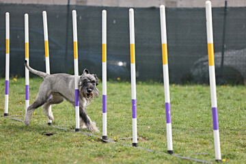 Dog navigating slalom at outdoor agility training ground