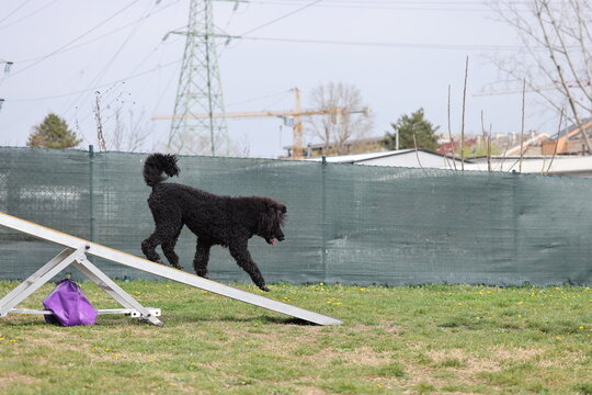 Dog performing seesaw obstacle at agility event