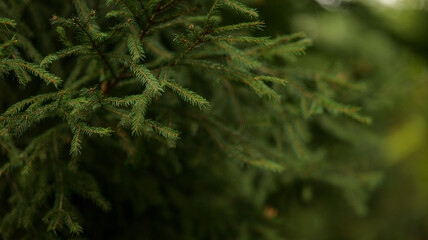 Close-up of lush green fir tree branches in a natural outdoor setting.