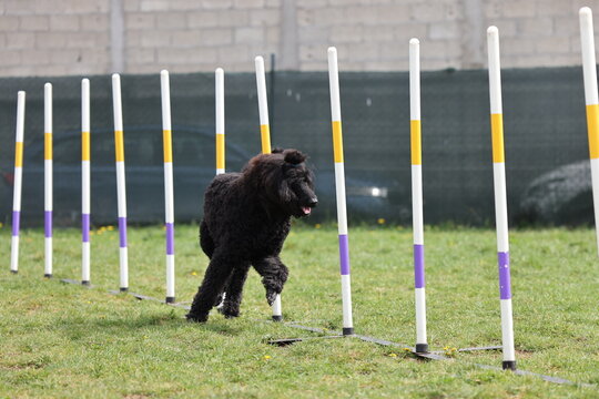 Canine athlete running slalom on agility competition field