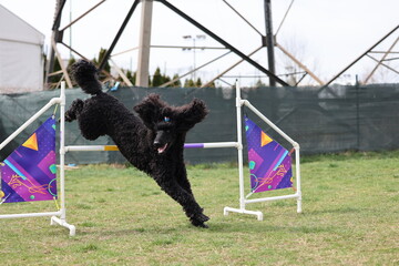 Dog training on agility field