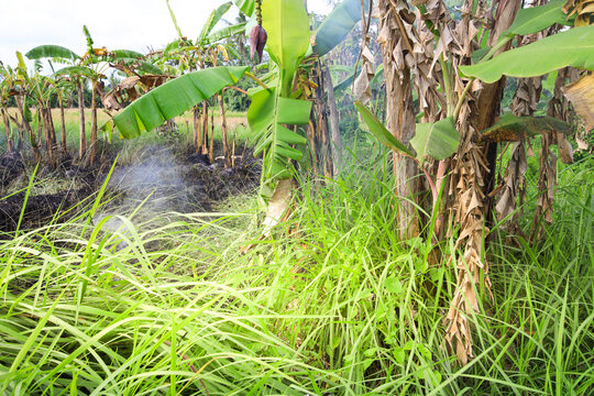 Field of banana plants with a few trees in the background - Powered by Adobe