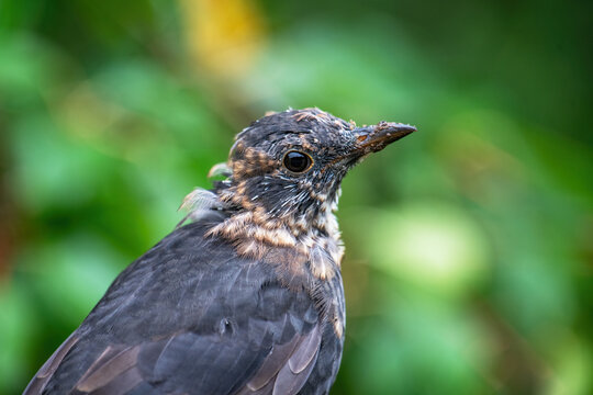 Close up of a baby Blackbird Turdus merula