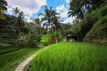 Lush green field with a small hut in the background