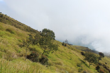 Misty Hillside Landscape with Lush Greenery and Overcast Sky

