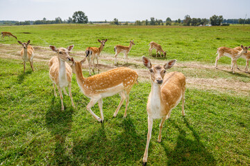 Group of curious fallow deer in a lush green meadow