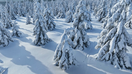 Scenic snowy image of spruces tree. Frosty day, calm wintry scene. Location Czech republic, Europe. Great picture of wild area. Explore the beauty of earth. Tourism concept.