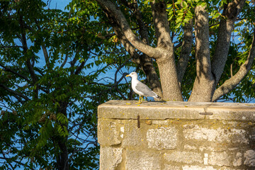 Seagull on wall in front of trees
