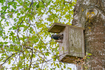 house thrush in a birdcage feeding chicks