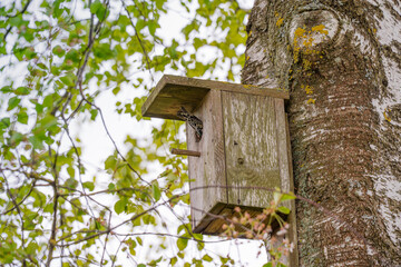 house thrush in a birdcage feeding chicks